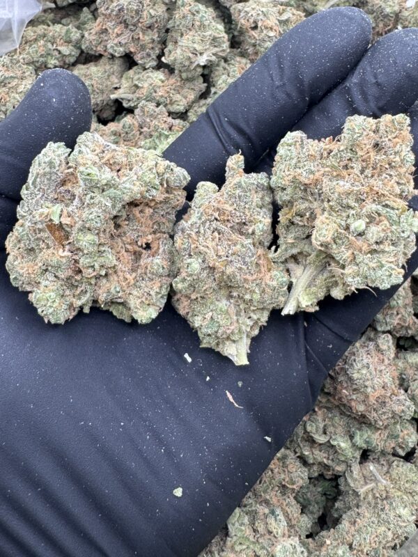 Blue Dream - Hand Trimmed - Maine - Image 2